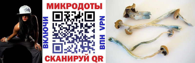 Псилоцибиновые грибы Psilocybine cubensis  Тихорецк 